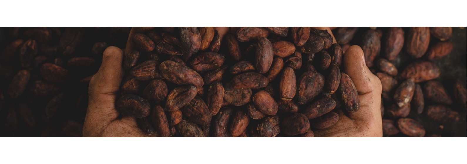 Chocolat | Le Roy René